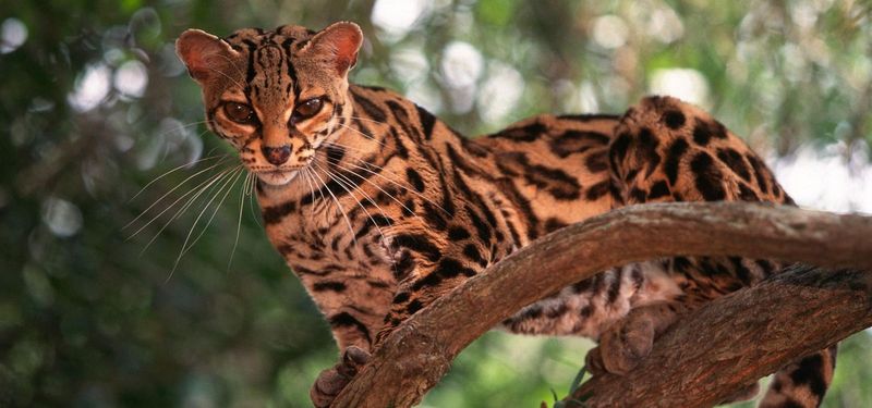 Margay