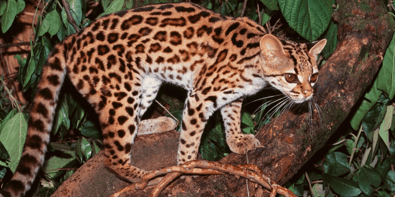 Margay