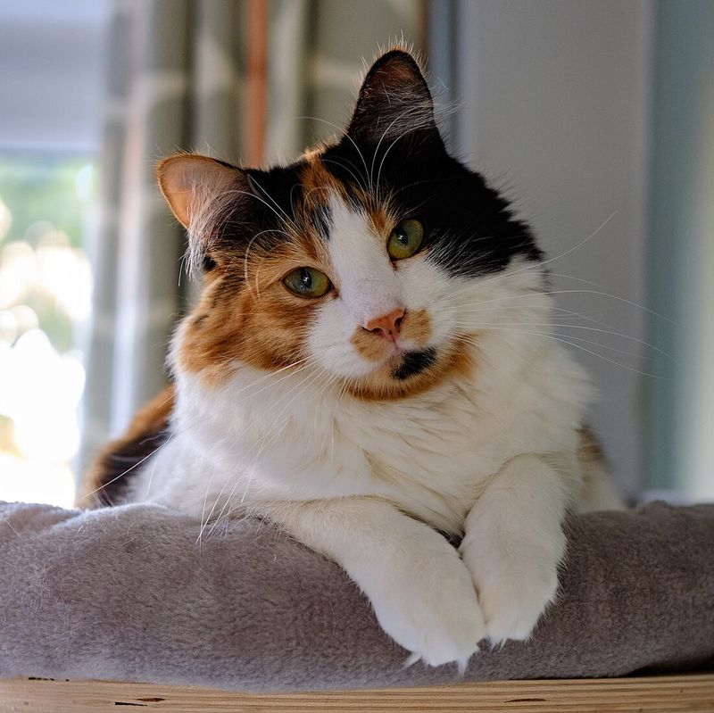 Maryland – Calico Cat