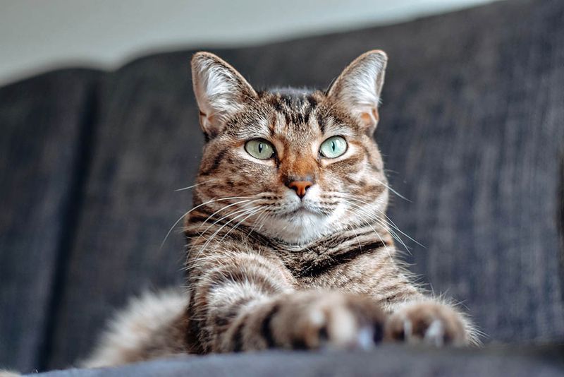 Massachusetts – Tabby Cat