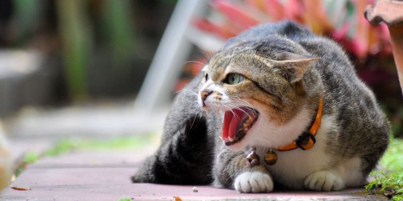 Mating Calls
