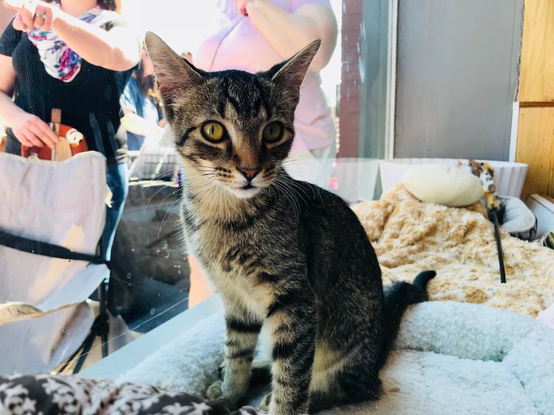 Mauhaus Cat Café – St. Louis, MO