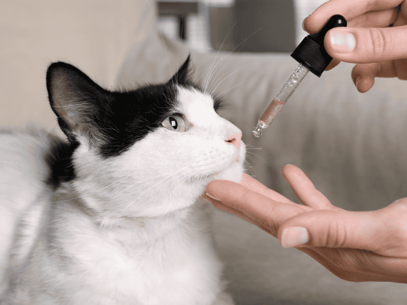Medications and Vaccinations