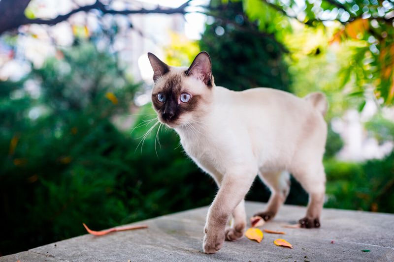 Mekong Bobtail
