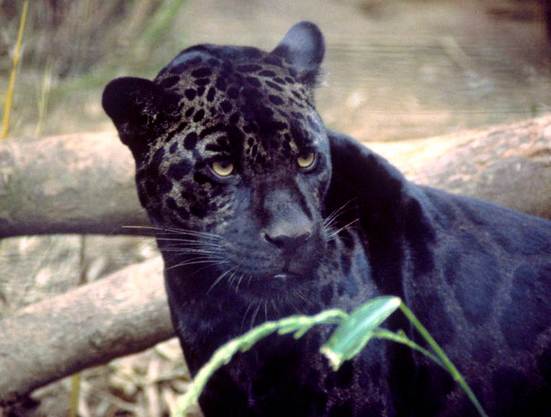 Melanistic Jaguar