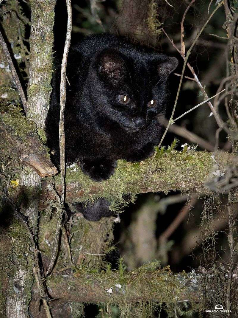 Melanistic Oncilla