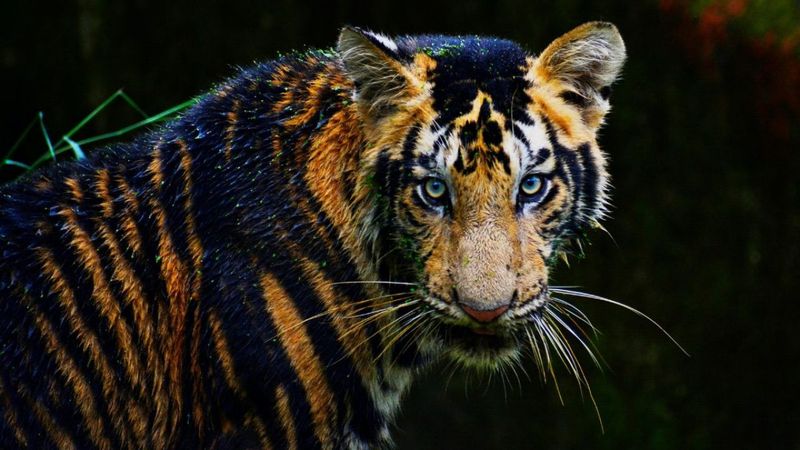 Melanistic Tiger