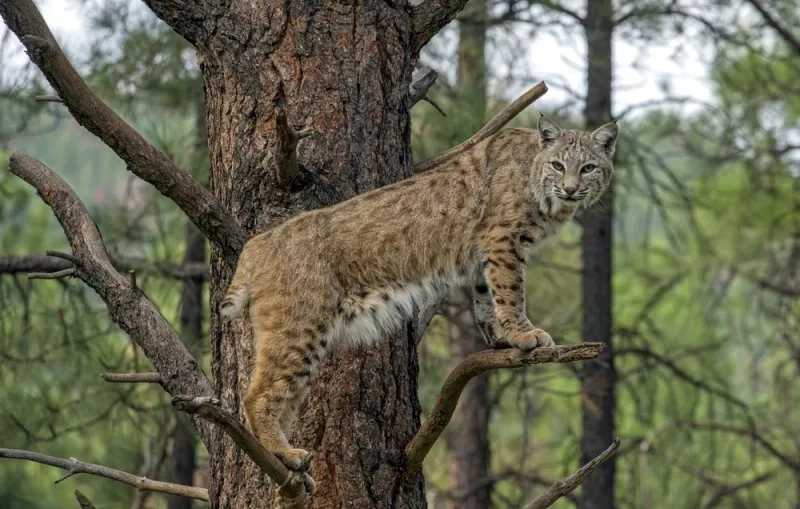 Mexican Bobcat