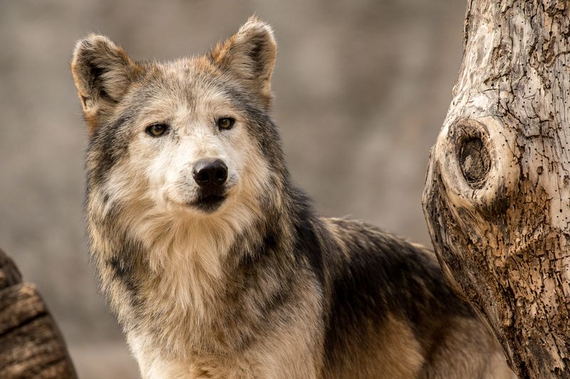 Mexican Wolf (Canis lupus baileyi)