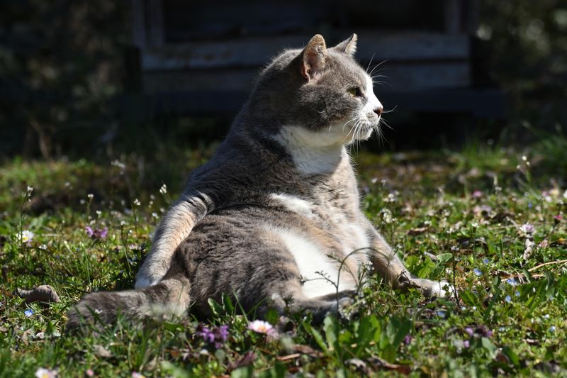 Midlife Contentment