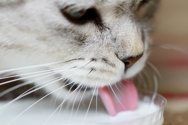 Milk is Good for Cats