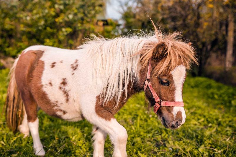 Miniature Horses