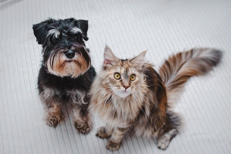 Miniature Schnauzer