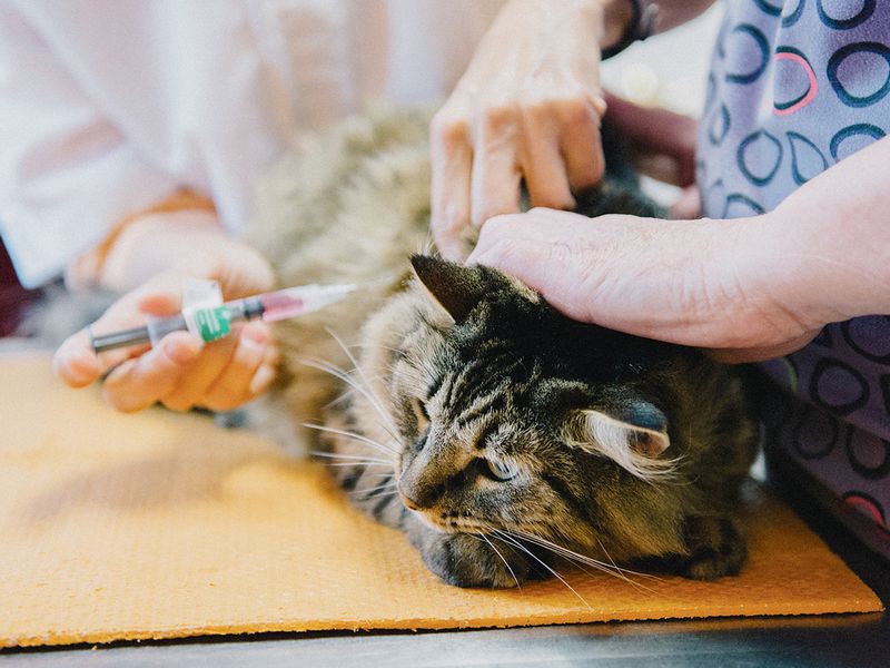 Missing Vaccination Protection