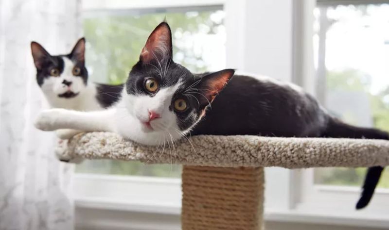 Misunderstanding Scratching Behavior