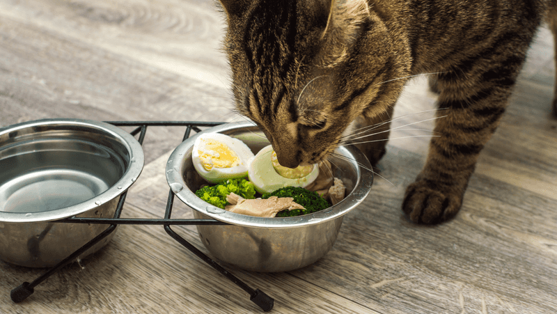 Mixed Feeding Approach