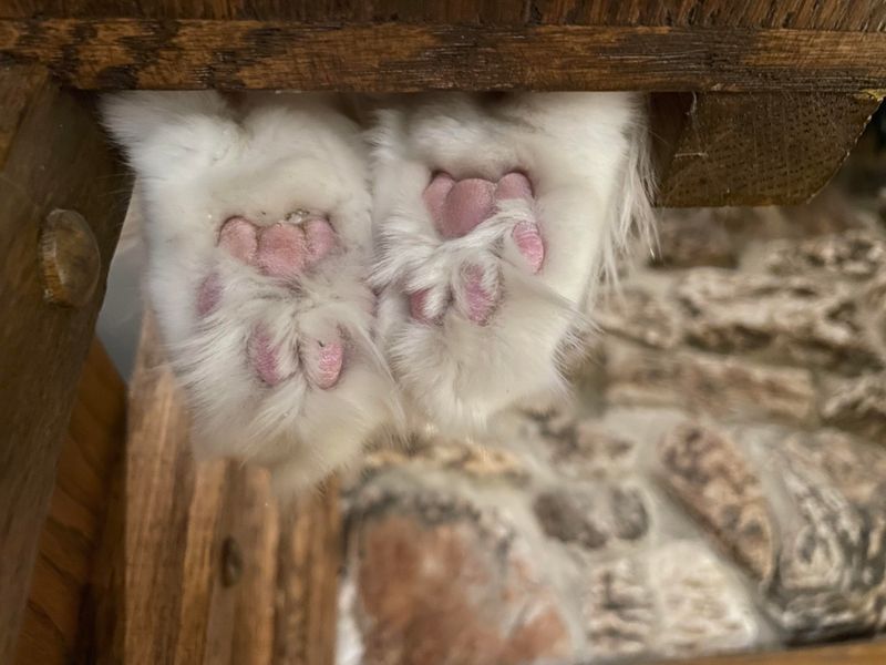 Moisturize Dry Paw Pads