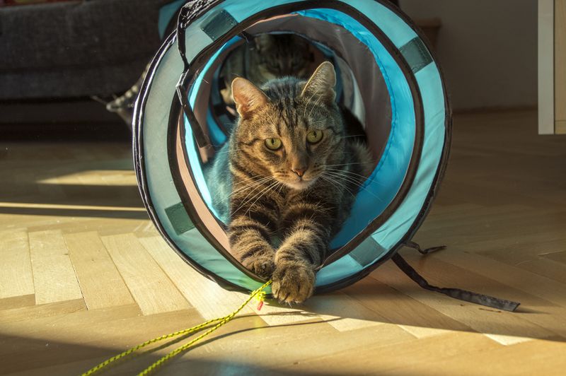 Monitor Behavior and Provide Enrichment