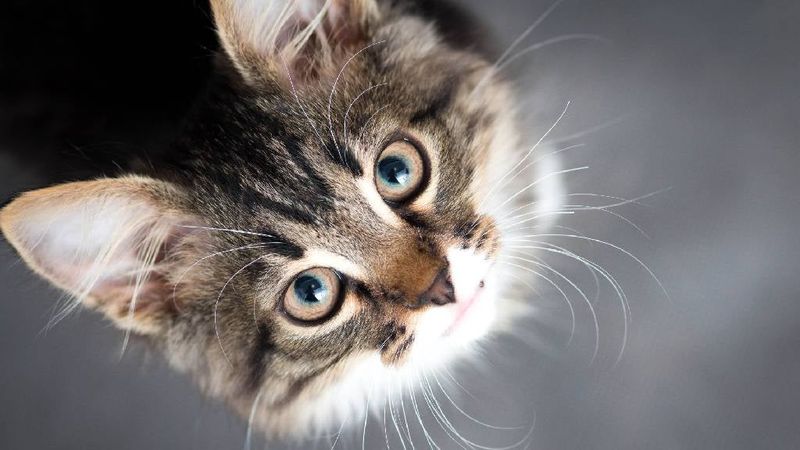 Monitoring Your Cat's Health