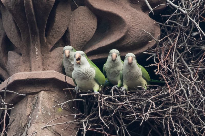 Monk Parakeets