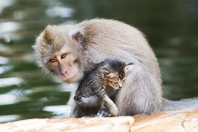 Monkeys