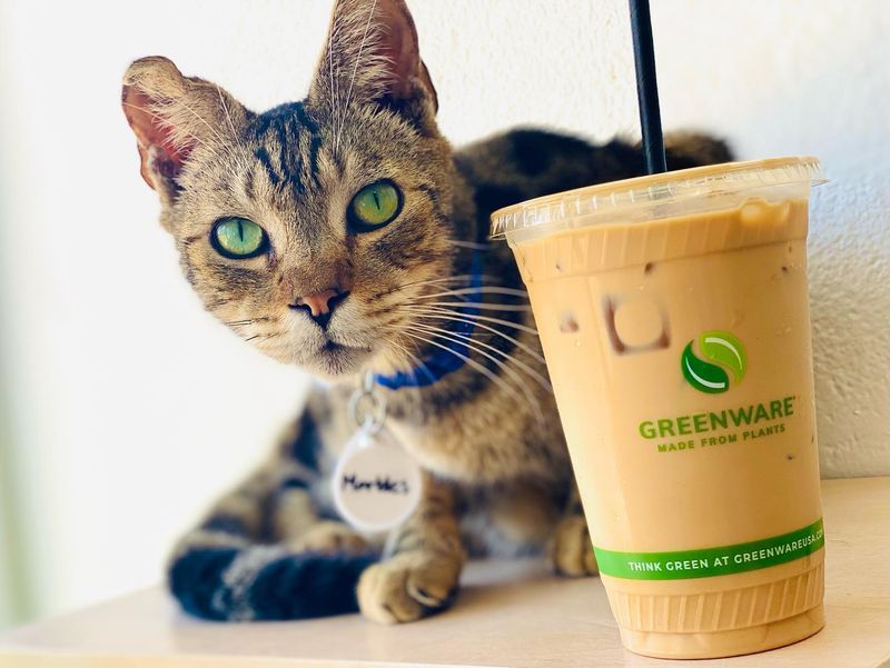 Moon Cat Café – Mobile, AL