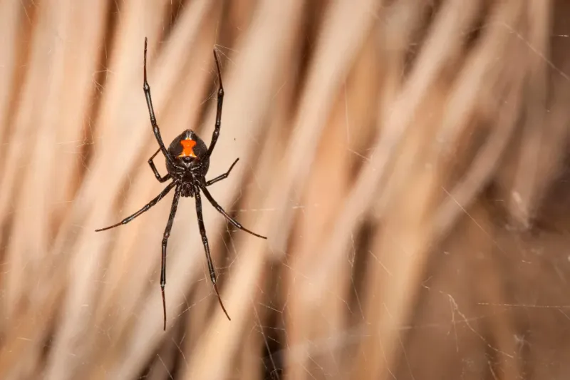 Black Widow Spiders