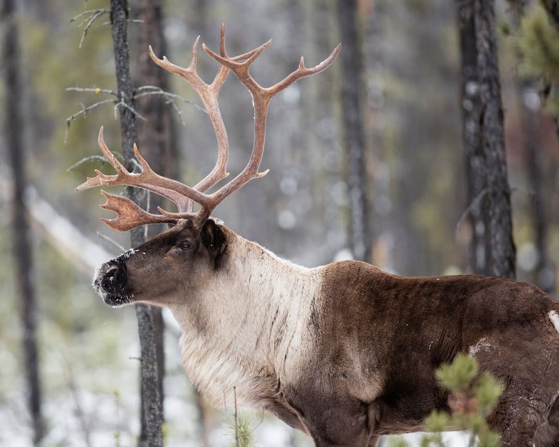 Mountain Caribou