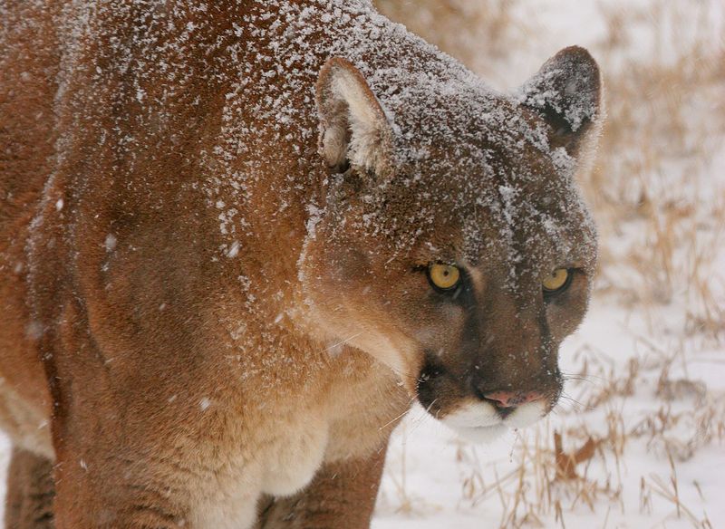 Mountain Lion