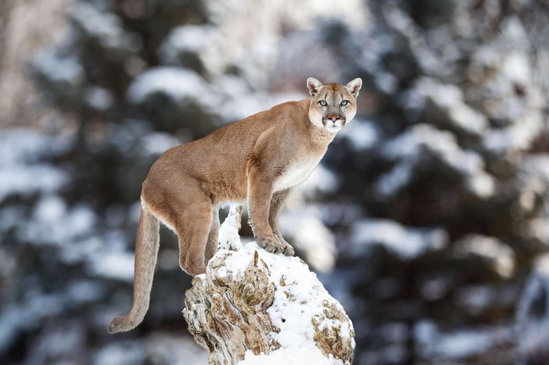 Mountain Lion (Puma concolor)