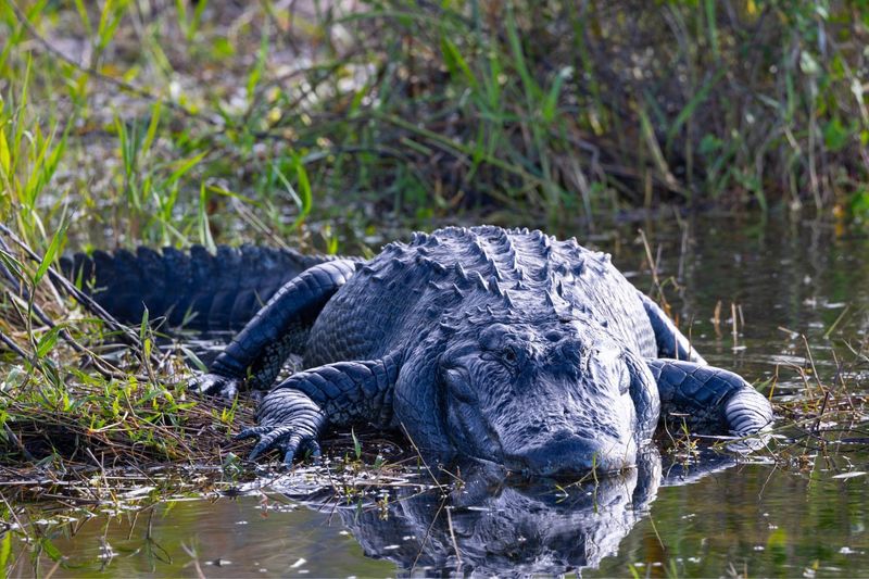 American Alligators