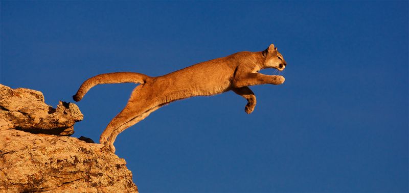 Mountain Lions
