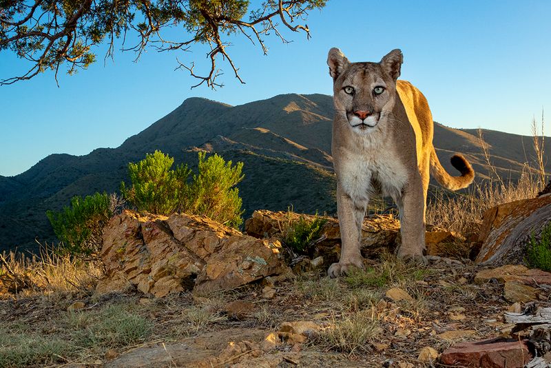Mountain Lions (Cougars)