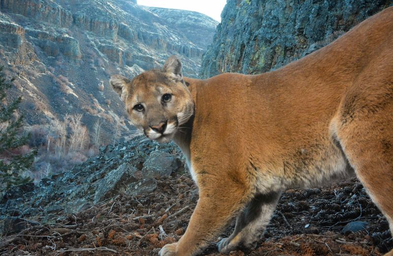 Mountain Lions