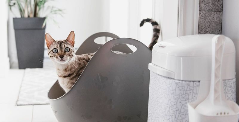 Moving Their Litter Box