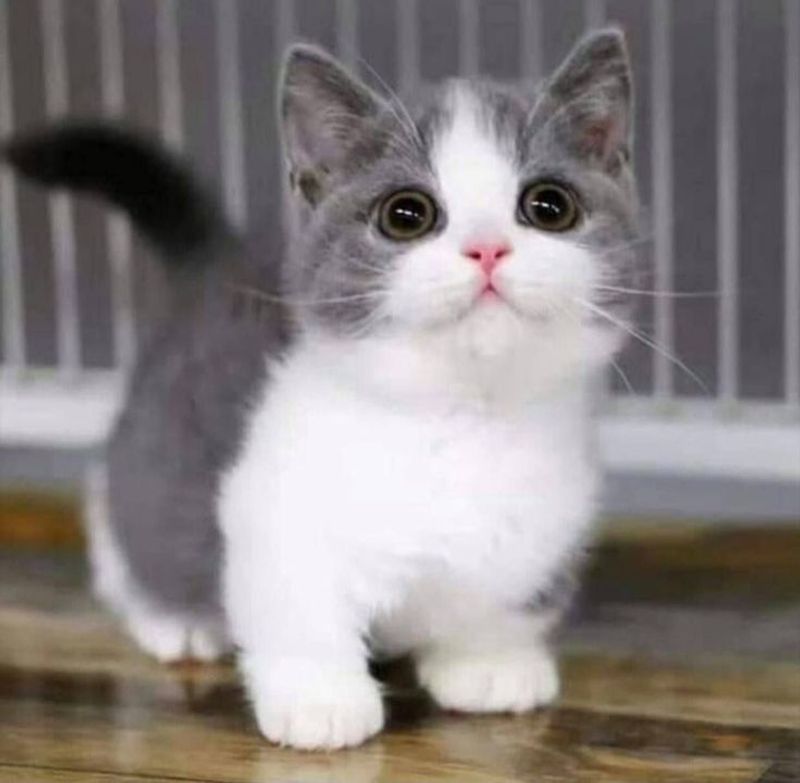 Munchkin