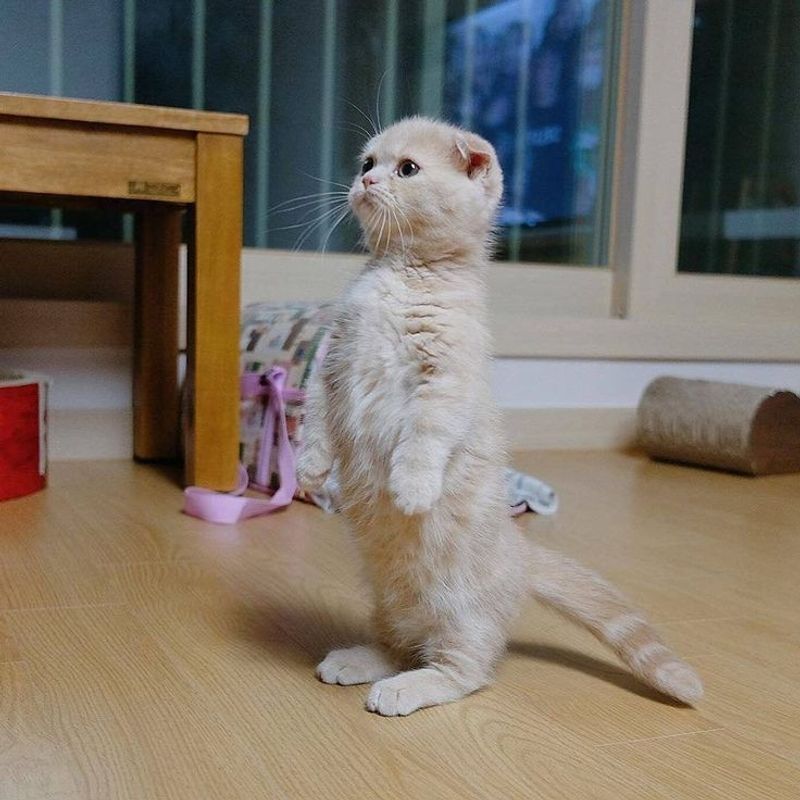 Munchkin