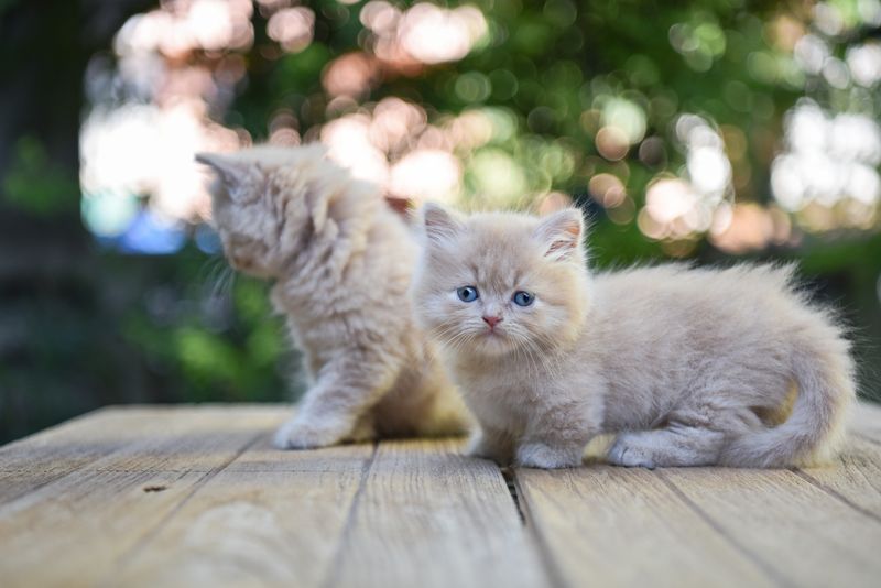 Munchkin