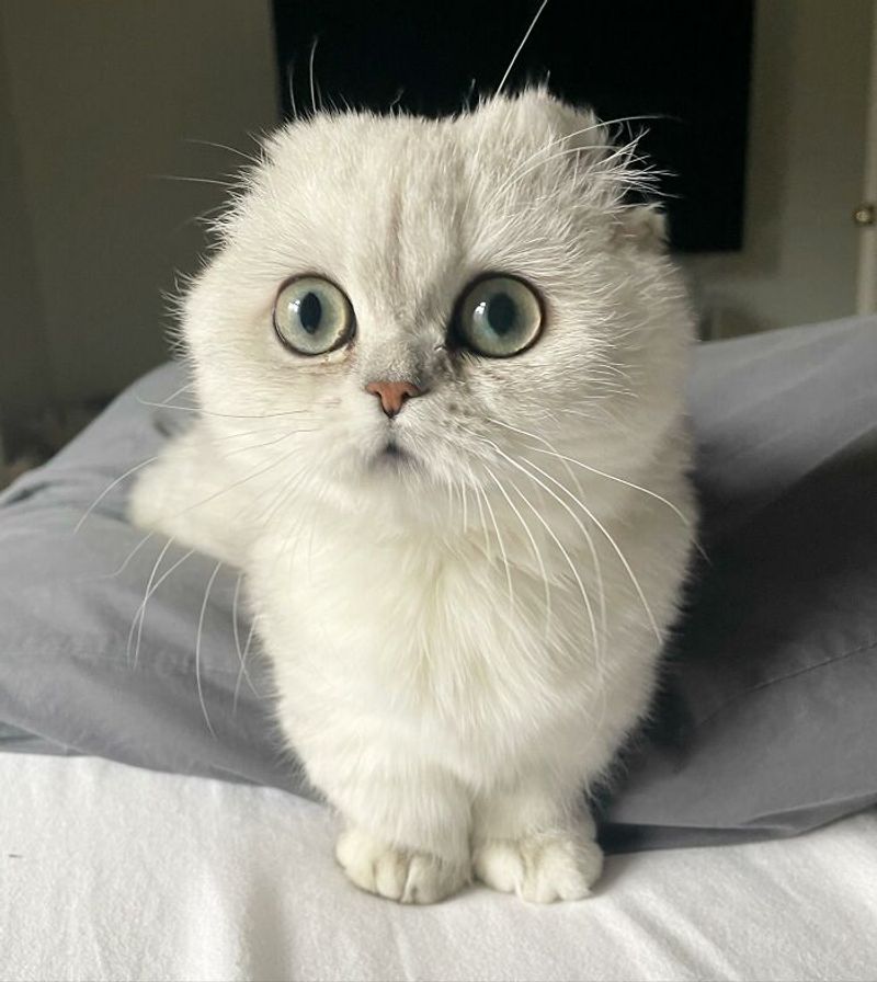 Munchkin