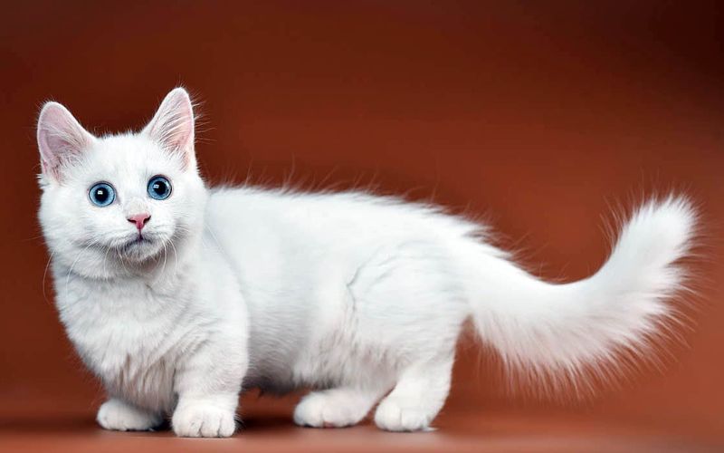 Munchkin Longhair