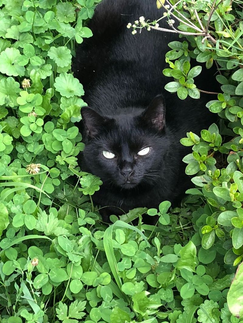 Mysterious Behavior