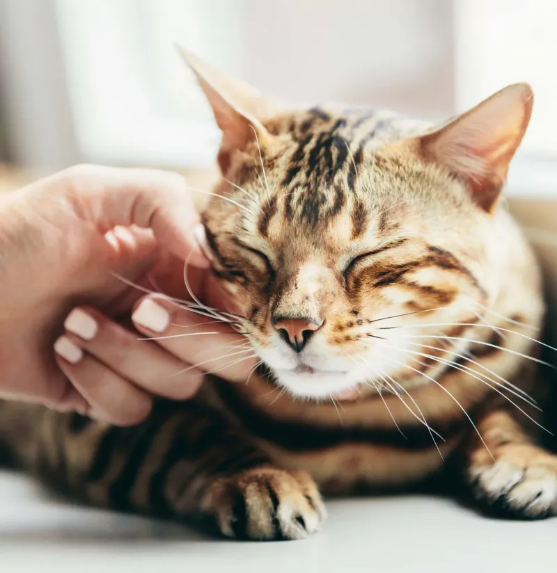 Mystery of the Purr