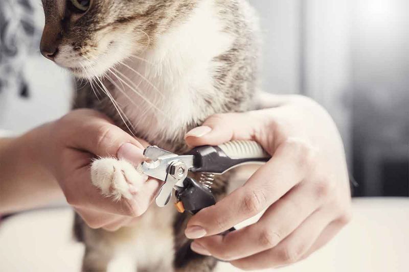 Nail Trimming