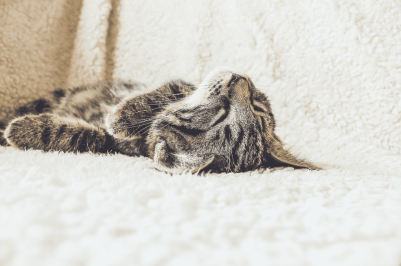 Naptime Vulnerability
