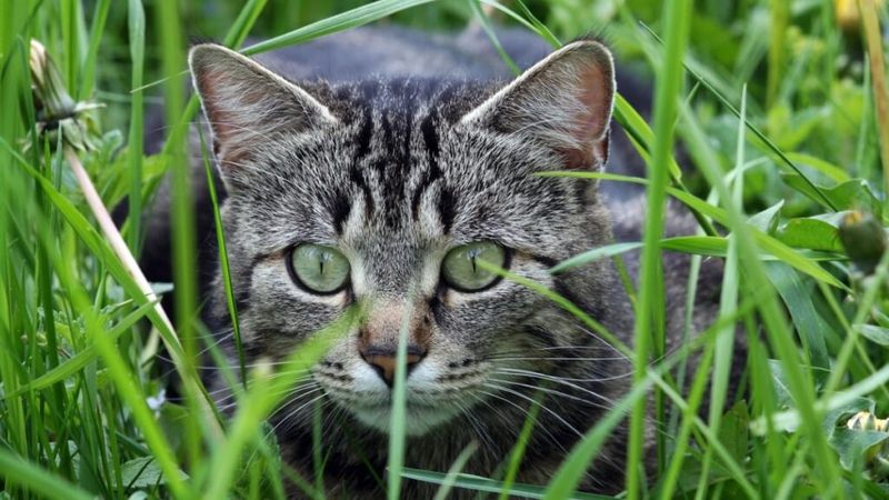 Natural Pest Control