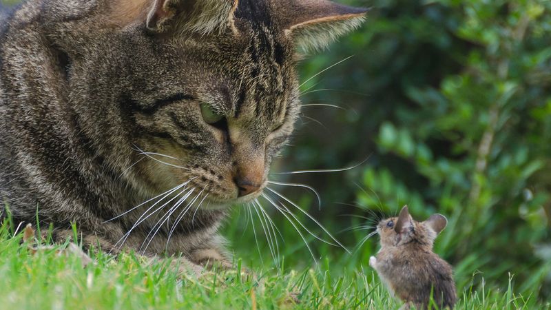 Natural Pest Controllers