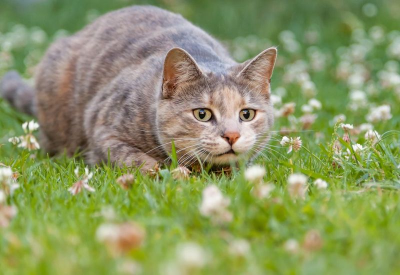 Natural Predatory Instincts at Work