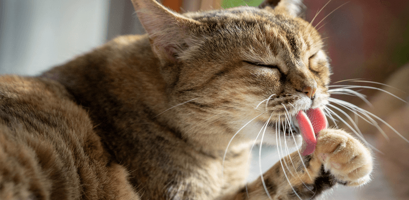 Naturally Clean and Odor-Free
