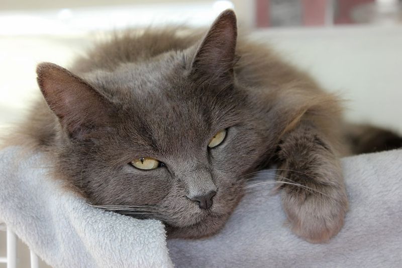 Nebelung