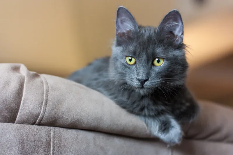 Nebelung